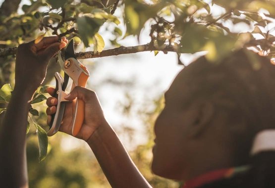 Preniditi cura dei tuoi alberi