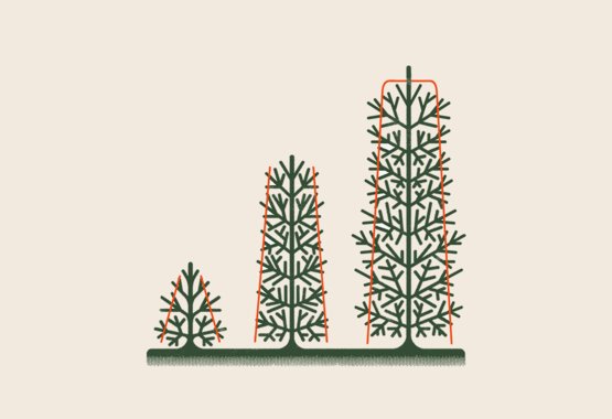 Illustrazione di potatura delle siepi di conifere durante la fase di crescita.