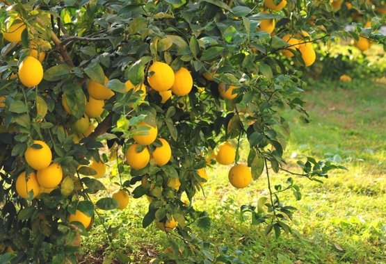 Frutti di limone nell'albero di limone.