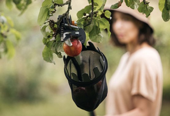 Una donna che raccoglie mele da un albero di mele con la raccoglitrice di frutta Fiskars.
