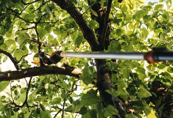 Tagliare i rami degli alberi con il svettatoio telescopico Fiskars.